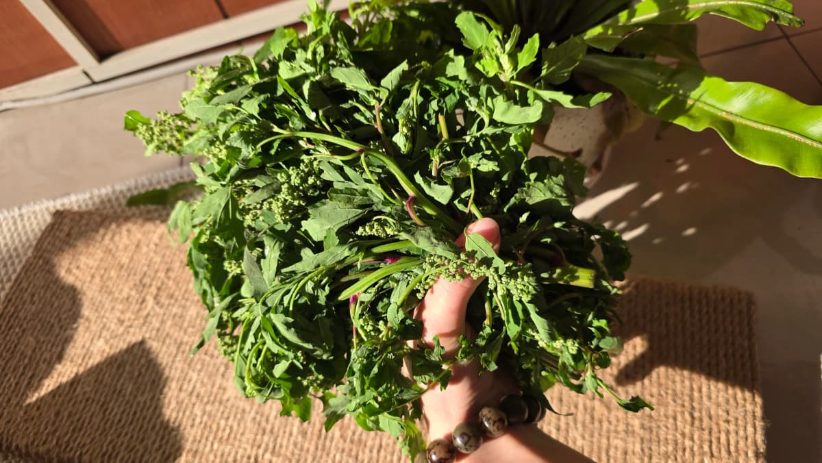 市場的邂逅：陌生的禮物