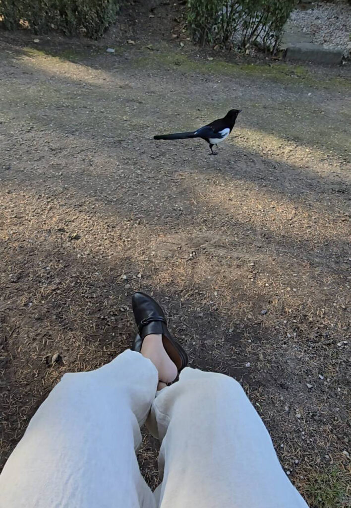 墓地的鳥
